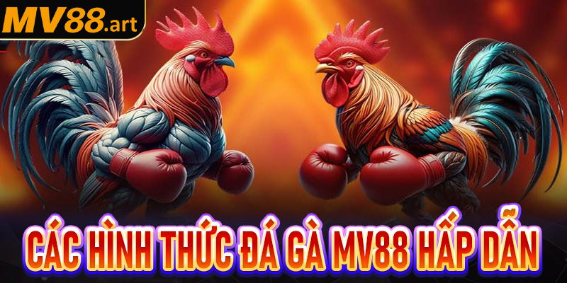 Một vài hình thức cá cược đá gà MV88 cực hấp dẫn